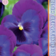 Seeds Viola Poue F1 Blue Jeans 8pcs