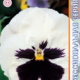 Seeds Viola Poue F1 White Viz Bloch 8pcs