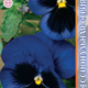 Seeds of Viola Poue F1 Deep Blue visa Bloch 8pcs