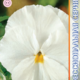 Seeds Viola Poue F1 Clea White 8pcs