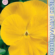 Seeds Viola Poue F1 Clea Yellow 8pcs