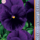 Seeds Viola Poue F1 Klia Pepl 8pcs