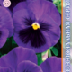 Seeds Viola Poue F1 Ash visa Bloch 8pcs