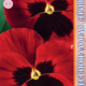 Seeds of Viola Poue F1 Red viz Bloch 8pcs