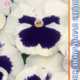 Seeds Viola Premier F1 Ice Cream visa Bloch 8pcs