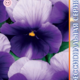 Seeds Viola Premier F1 Bican Blue 8pcs