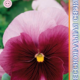 Seeds Viola Premier F1 Bican Rose 8pcs