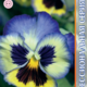 Seeds Viola Premier F1 Blueberry Tril 8pcs