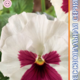 Seeds Viola Premier F1 White visa Rose Bloch 8pcs