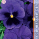 Seeds Viola Premier F1 Dark Blue visa Bloch 8pcs