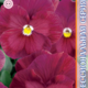 Seeds Viola Premier F1 Clea Rose 8pcs