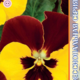 Seeds Viola Premier F1 Red and Yellow 8pcs