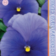 Seeds Viola Premier F1 True Blue 8pcs