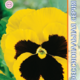 Viola seeds Premier F1 Gold visa Bloch 8pcs