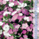 Carnation Seeds Diamant F1 Blush Pink 10pcs