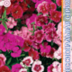 Seeds Carnation Diamond F1 Mix 10pcs