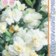 Carnation Seeds Lilipot F1 White 5pcs