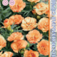 Carnation Seeds Lillipot F1 Orange Bicolor 5pcs