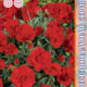 Carnation Seeds Lillipot F1 Scarlet 5pcs