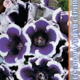 Seeds of Gloxinia Avanti F1 Blue visa White Edge 8pcs