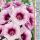 Seeds Gloxinia Avanti F1 Light Violet visas Dak Srout 8pcs