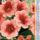 Seeds Gloxinia Avanti F1 Peach Rose 8pcs