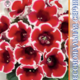 Gloxinia seeds Avanti F1 Red viz White Edge 8pcs