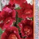 Seeds Gloxinia Avanti F1 Scarlet 8pcs