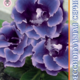 Seeds Gloxinia Brokada F1 Blue 8pcs