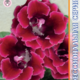 Seeds of Gloxinia Brokada F1 Red 8pcs