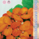 Seeds Calceolaria Danti F1 Bronze 7pcs