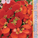 Seeds Calceolaria Danti F1 Red 7pcs