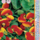 Calceolaria Danti F1 Red and Yellow