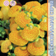 Seeds Calceolaria Danti F1 Yellow visa Spots 7pcs
