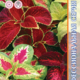 Seeds Coleus Blume Fayway 10pcs