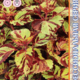 Coleus Blume Mosaic