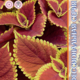 Coleus Blume Orange