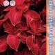 Seeds Coleus Blume Red Velvet 10pcs