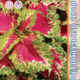 Coleus Blume Rose