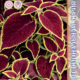 Seeds Coleus Blume Rubin 10pcs