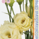 Seeds Lisianthus Alyssa 2 F1 Yellow 5pcs