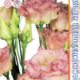 Seeds Lisianthus Alyssa 2 F1 Champagne 5pcs