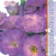 Seeds Lisianthus Russell Mariachi 2 F1 Misty Blue 5pcs