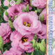 Seeds Lisianthus Russell Mariachi 2 F1 Pink 5pcs