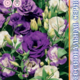 Seeds Lisianthus Russell Echo F1 5pcs