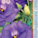 Seeds Lisianthus Russell Echo F1 Blue 5pcs