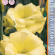 Seeds Lisianthus Russell Echo F1 Yellow 5pcs