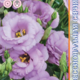 Lisianthus Russell Echo F1 Lavende