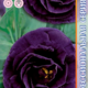 Seeds of Lisianthus Russell Echo F1 Purple 5pcs