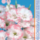 Seeds Lisianthus Russell Echo F1 Pink Pikoti 5pcs